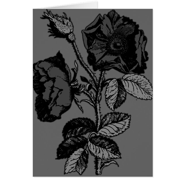 Gothic Black Antique Rose (Front)