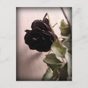 Gothic Dead Rose Postcard