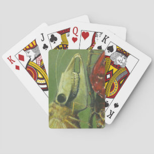 Gothic Mutant Moth Playing Cards