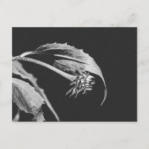 Gothic Wilting Flower Photo Reprint Postcard