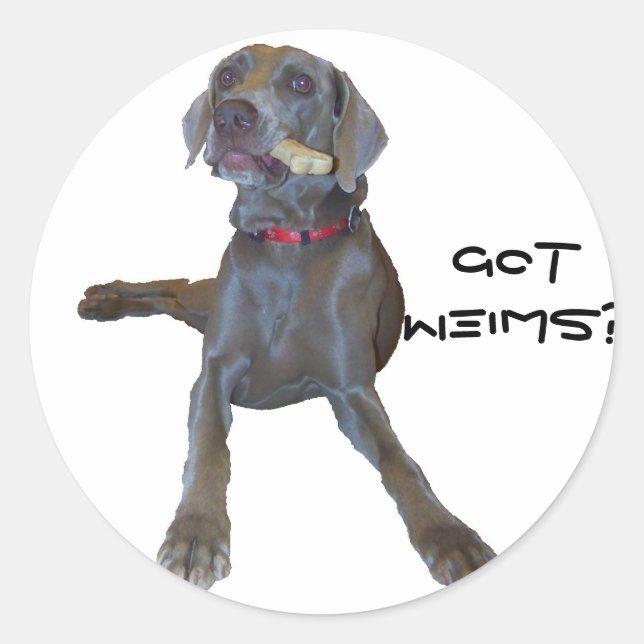 GotWeims? Pin Weimaraner Classic Round Sticker (Front)