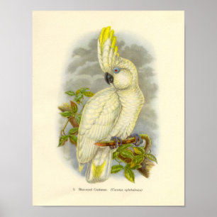 Gould - Blue-Eyed Cockatoo Portfolio Poster