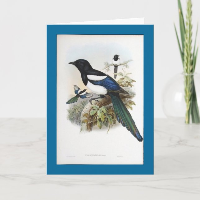 Gould - Bootan Magpie Card (Front)