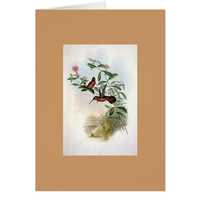 Gould - Dohrn's Hermit Hummingbird (Front)