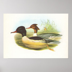 Gould - Goosander - Mergus merganser Poster