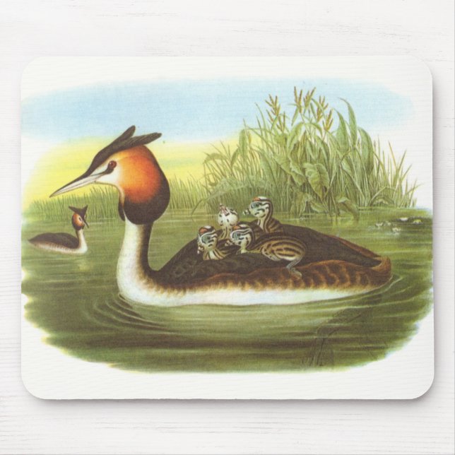 Gould - Great Crested Grebe - Podiceps cristatus Mouse Mat (Front)