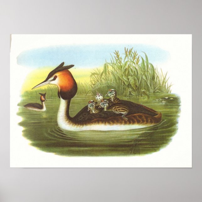 Gould - Great Crested Grebe - Podiceps cristatus Poster (Front)