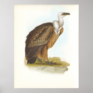 Gould - Griffon Vulture - Gyps fulvus Poster