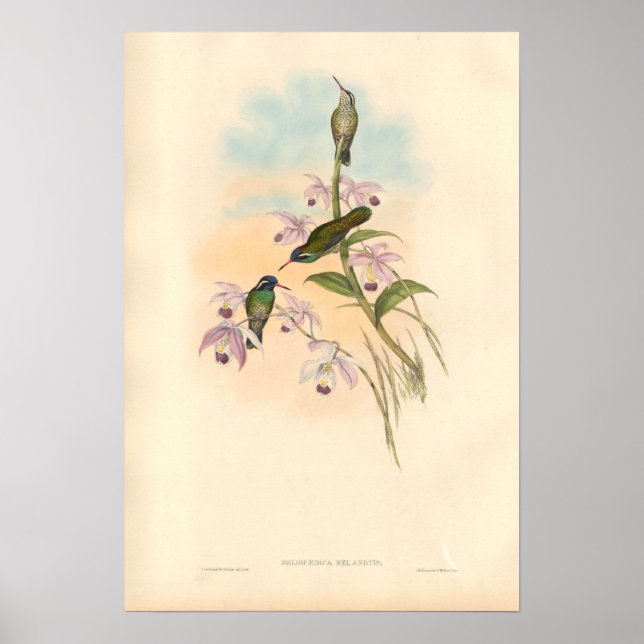 Gould Hummingbirds and Orchids Poster (Front)