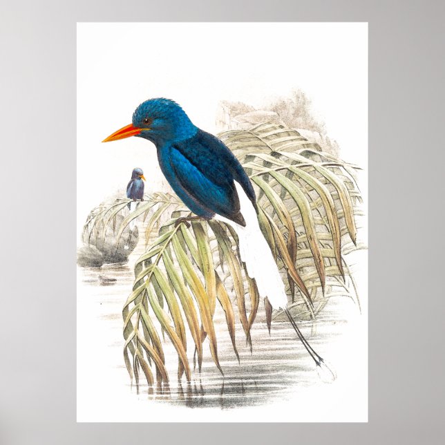 Gould Kingfisher Birds Poster (Front)