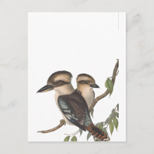 Gould Kookaburra Australiana Announcement Postcard
