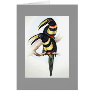 Gould - Many-Banded Aracari Toucan