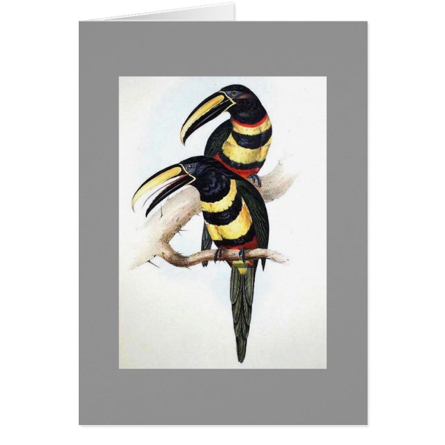 Gould - Many-Banded Aracari Toucan (Front)