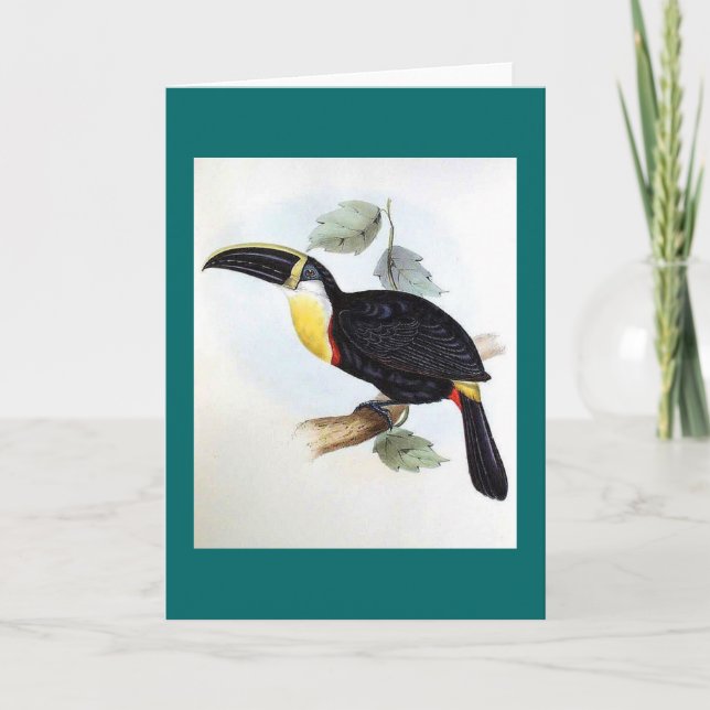 Gould - Osculant Toucan Card (Front)
