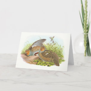 Gould - Partridge - Perdix perdix Card