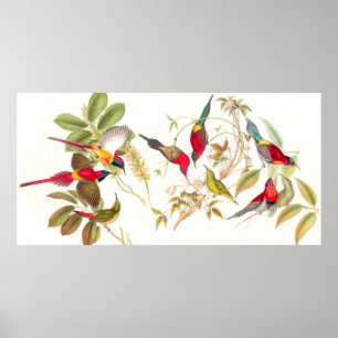 Gould Sunbird Birds Poster