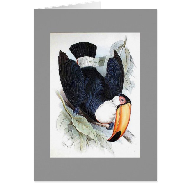 Gould - Toco Toucan (Front)