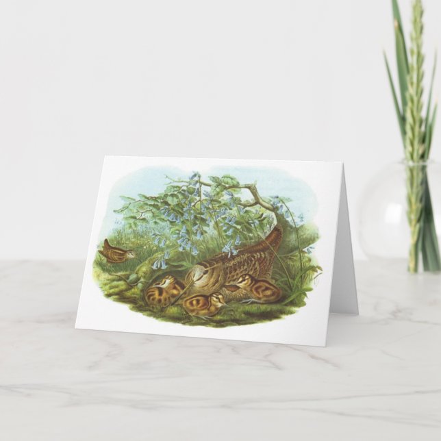 Gould - Woodcock - Scolopax rusticola Card (Front)