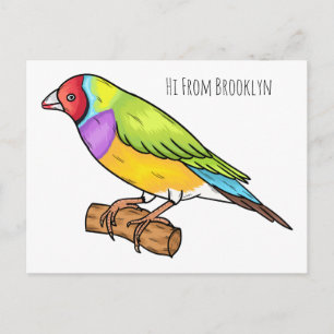 Gouldian finch bird cartoon illustration  postcard