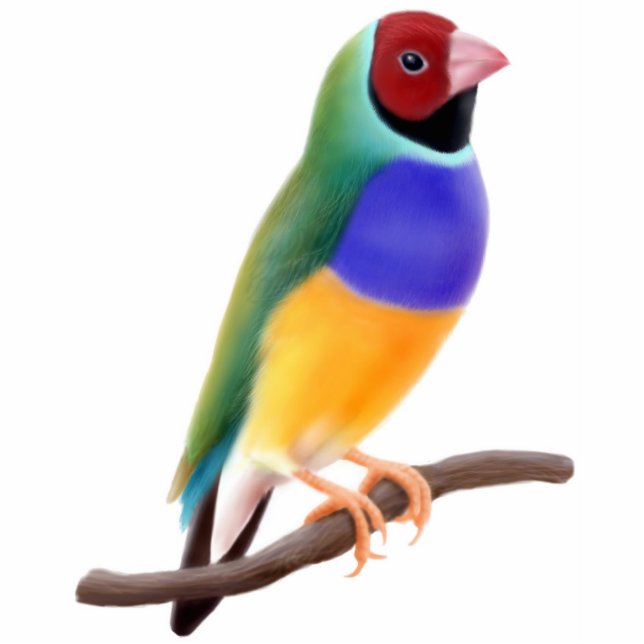 Gouldian Finch Ornament Photo Sculpture Decoration (Front)