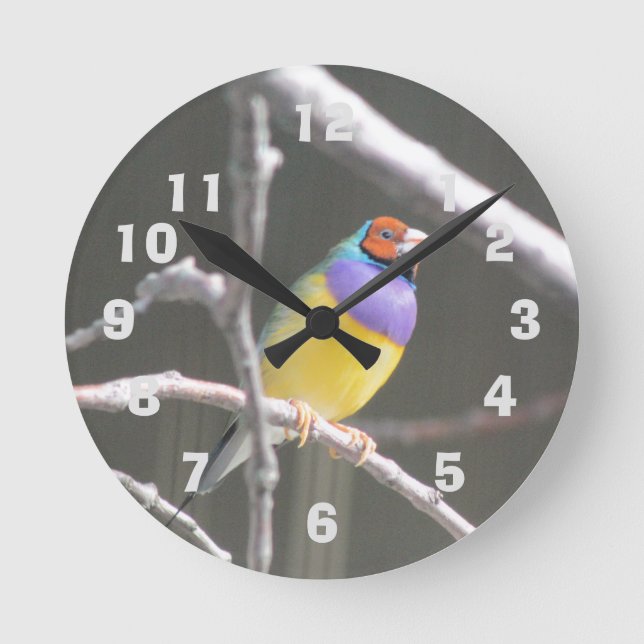 Gouldian finch round clock (Front)