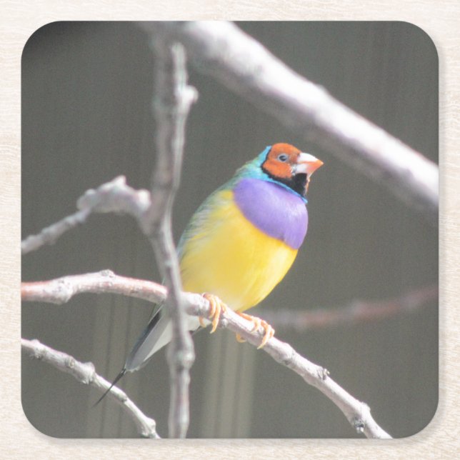 Gouldian finch square paper coaster (Front)