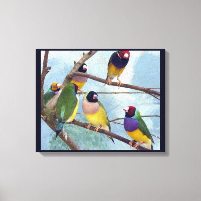 Gouldian Finches Canvas Print (Front)
