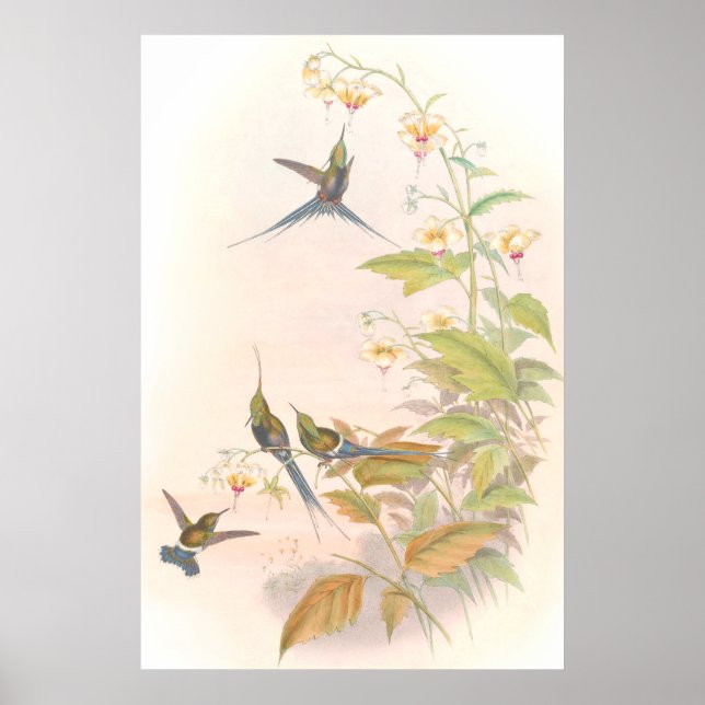Goulds Hummingbirds Poster (Front)