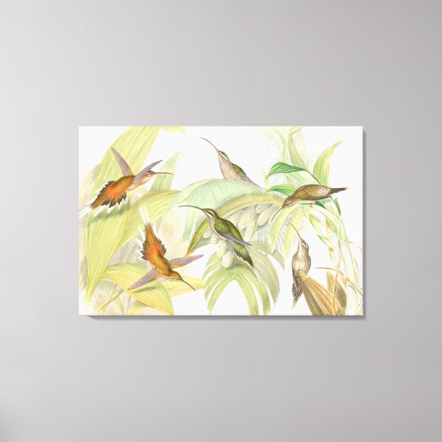 Goulds Hummingbirds Wrapped Canvas Print (Front)