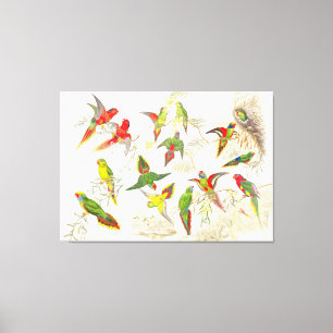 Goulds Lorikeet Parrot Birds Wrapped Canvas Print