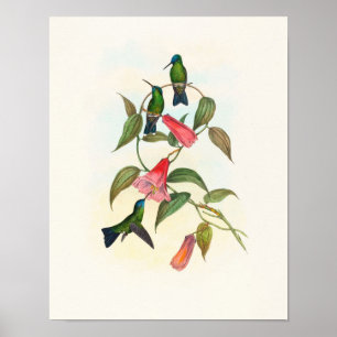 Gould's Wood Nymph by John Gould Print