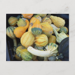 Gourd Collection Postcard