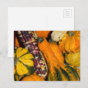 Gourds and Corn Fall Food Photography Postcard