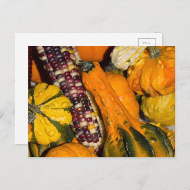 Gourds and Corn Fall Food Photography Postcard (Front/Back)