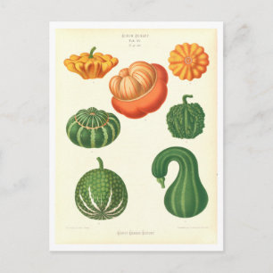 Gourds Botanical Illustration from Seed Catalogue Postcard