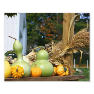 Gourds Corn Stalks Farm Stand Autumn 8x10 Photo Print