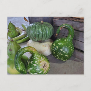 Gourds Postcard