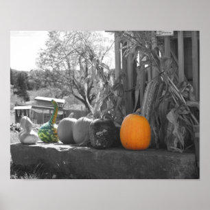 Gourds Pumpkins Cornstalks Black And White Poster