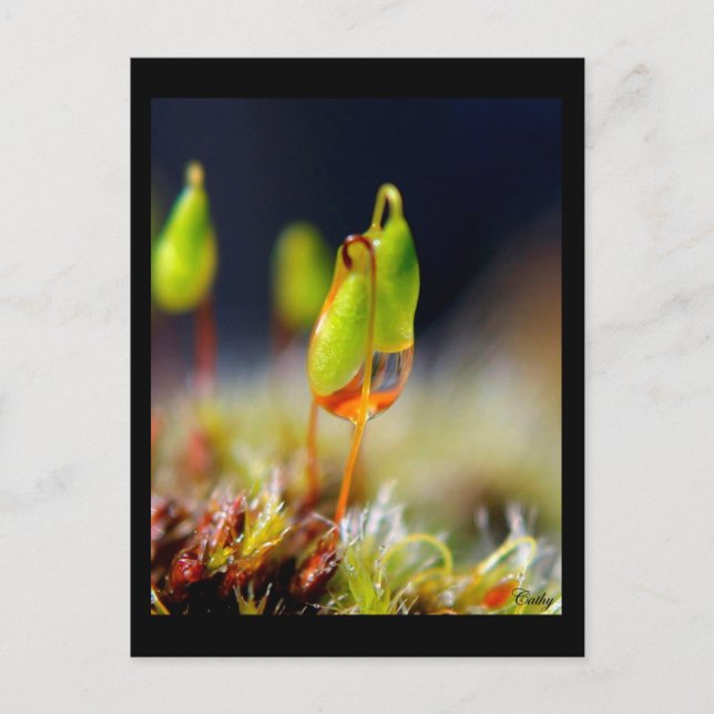 gouttes d'eau" postcard (Front)