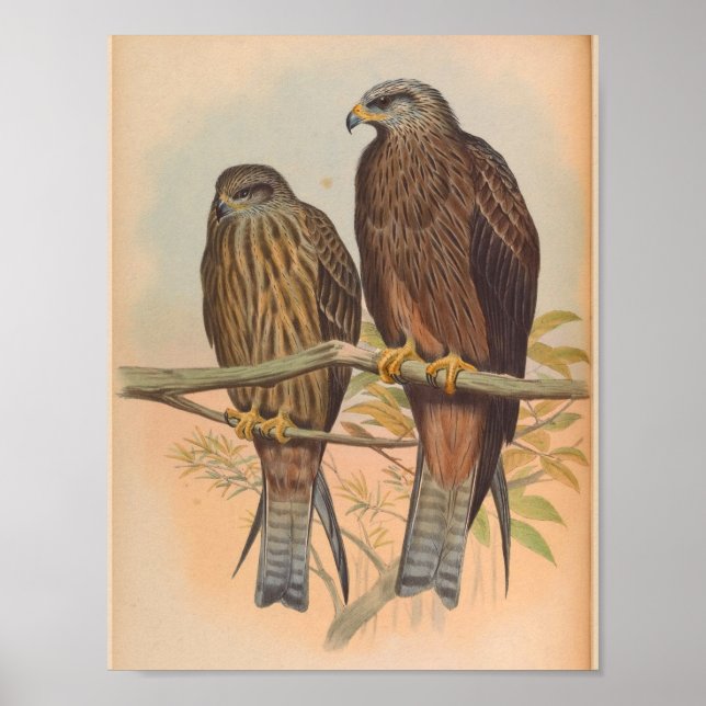 Govinda Kite Brown Bird Vintage Art Print (Front)