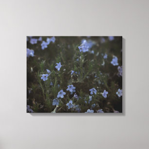 Grace for Bees Canvas Print