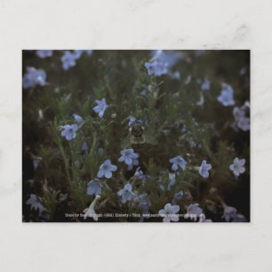 Grace for Bees Postcard