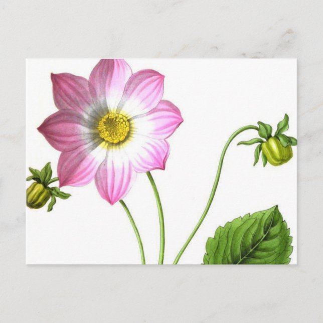 Grace Postcard (Front)