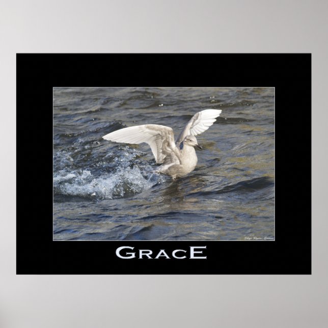 GRACE Sea-Gull Landing Photo Poster (Front)