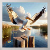 Graceful American White Pelican in Serene Wetlands
