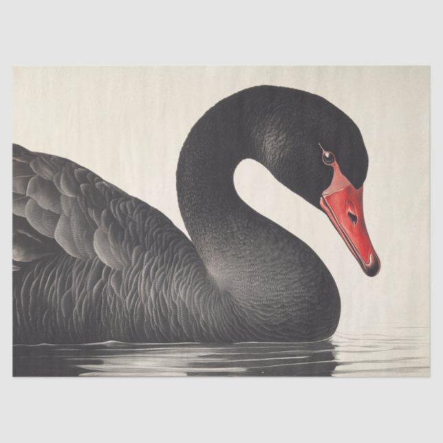 Graceful Black Swan in Ornithology Decoupage Style Tissue Paper (Front)