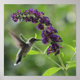 Graceful Flight: Hummingbird Soaring Poster