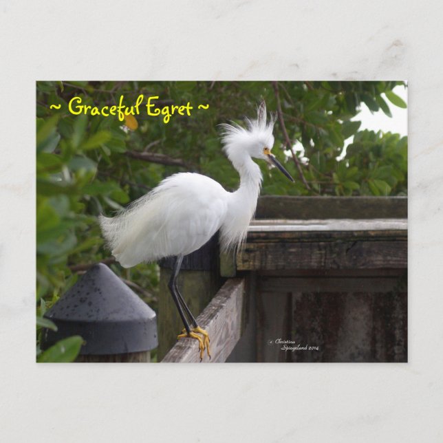Graceful fluffy Egret Bird Postcard (Front)