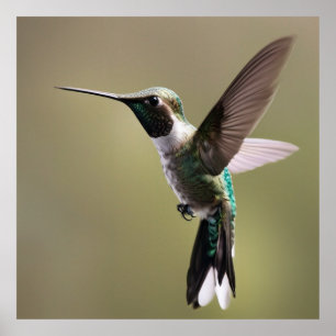 Graceful Hummingbird- Nature Photography Poster