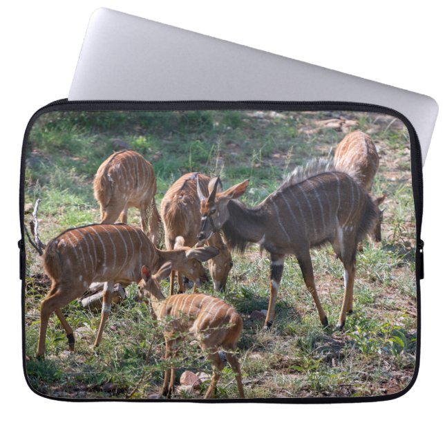 Graceful Nyala Antelope in Africa Laptop Sleeve (Front)